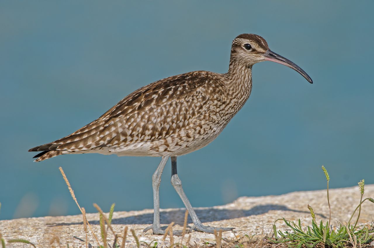 Chiurlo piccolo Numenius phaeopus